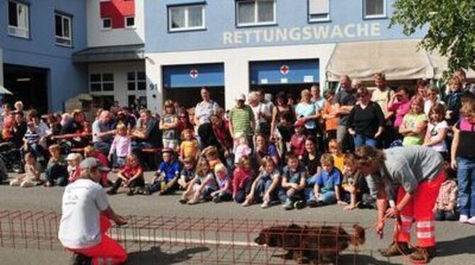 Rot-Kreuz-Rettungshunde aus Reutlingen zeigten ihr Können.
GEA-FOTO: MEYER