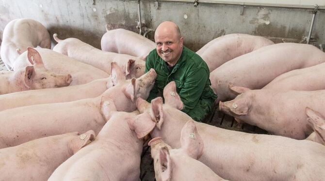 Schweinezüchter Michael Reber wird in Schwäbisch Hall von neugierigen Schweinen in einer seiner Stallungen umringt.