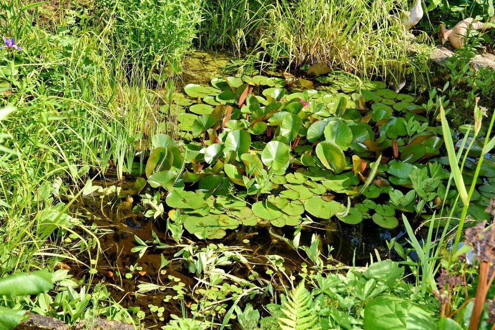 Gartenparadies von Sonja Lumpp Kusterdingen