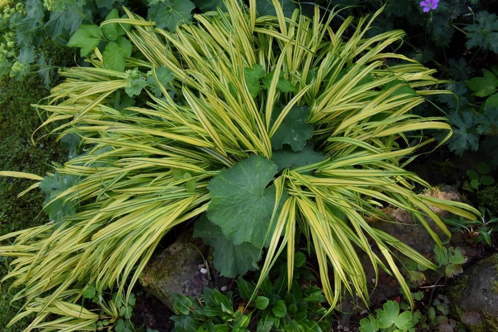 Gartenparadies von Sonja Lumpp Kusterdingen