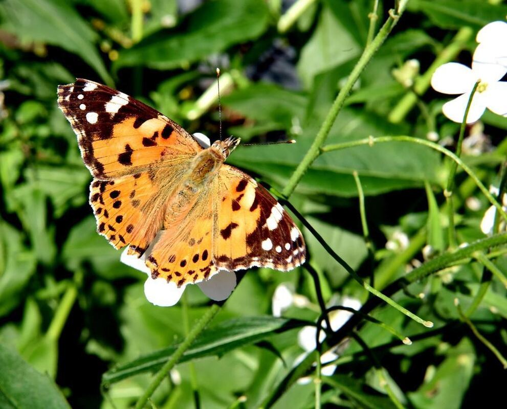 Gartenparadies von Sonja Lumpp Kusterdingen