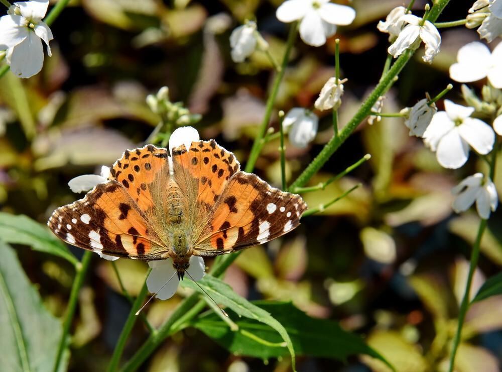 Gartenparadies von Sonja Lumpp Kusterdingen