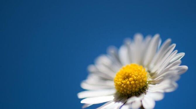 Besitzt heilende Kräfte: das Gänseblümchen. Foto: Arno Burgi