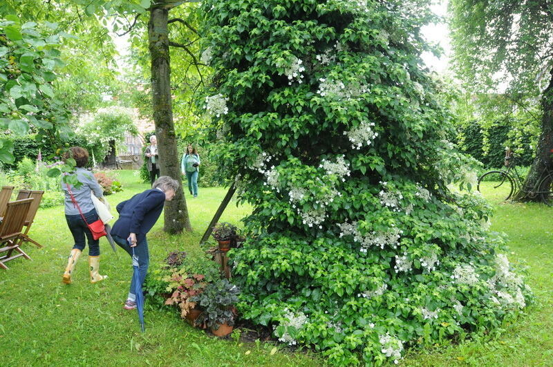 Tag der offenen Gärten in Kusterdingen Juni 2016