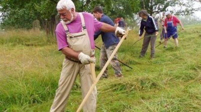 Ganz dicht am Boden muss die Sense laufen und ihre Spitze sollte nur leicht in die Luft zeigen - beim Sensenmähkurs auf den Stre