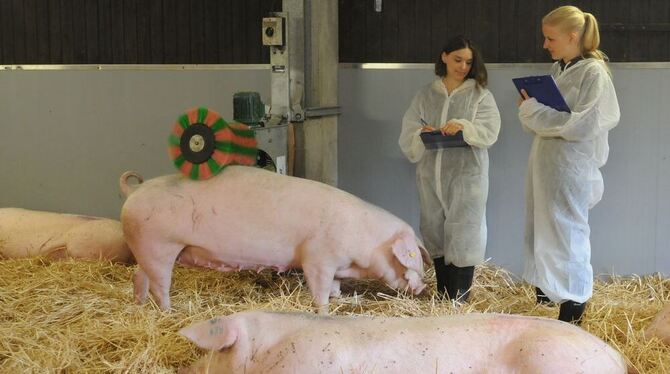 Wellnessstall für tragende Sauen mit Schubberbürste und reichlich Stroheinstreu. Die Sauen stehen unter Videobeobachtung, damit