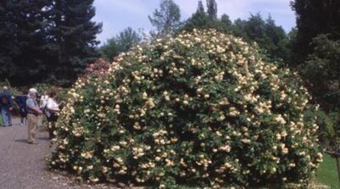 Auf der Blumeninsel Mainau gedeihen auch viele einmalblühende Rosenbüsche, deren Hagebutten im Herbst Mensch und Tier erfreuen.