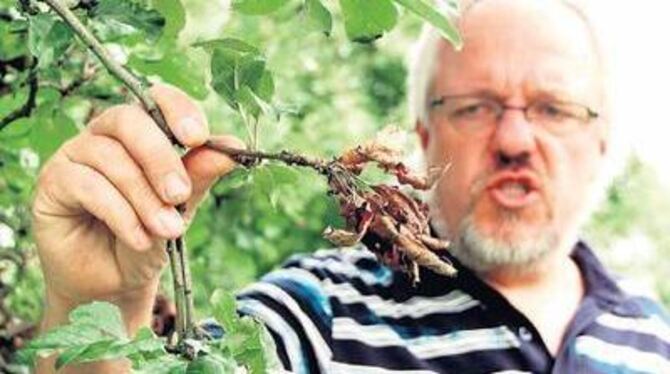 Detlef Schollmeier, Leiter der Obstbaubetriebe Metzingen, zeigt im August vergangenen Jahres einen vom Feuerbrand befallenen Ker