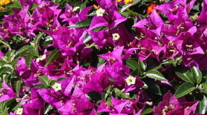 Kübelpflanzen wie diese Bougainvillea sind wahre Blühwunder und verwandeln jeden Balkon in ein Paradies. FOTO: DIAZ