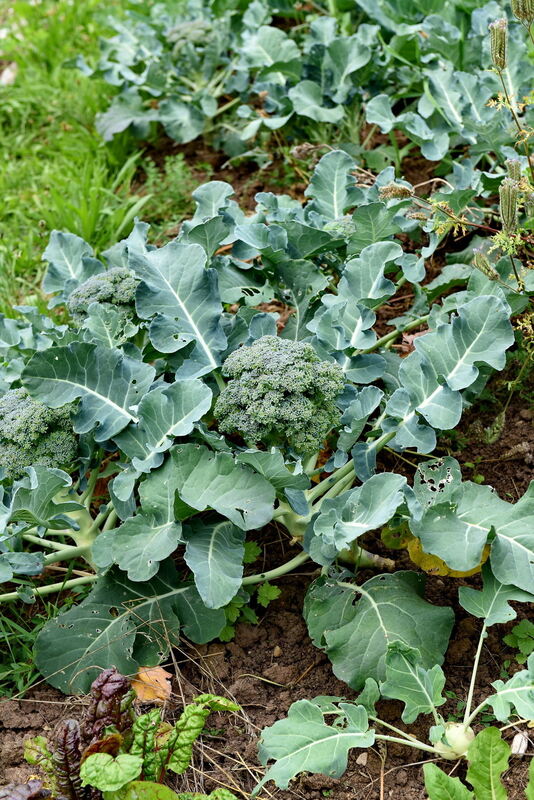 Im Klimagarten der Uni Tübingen