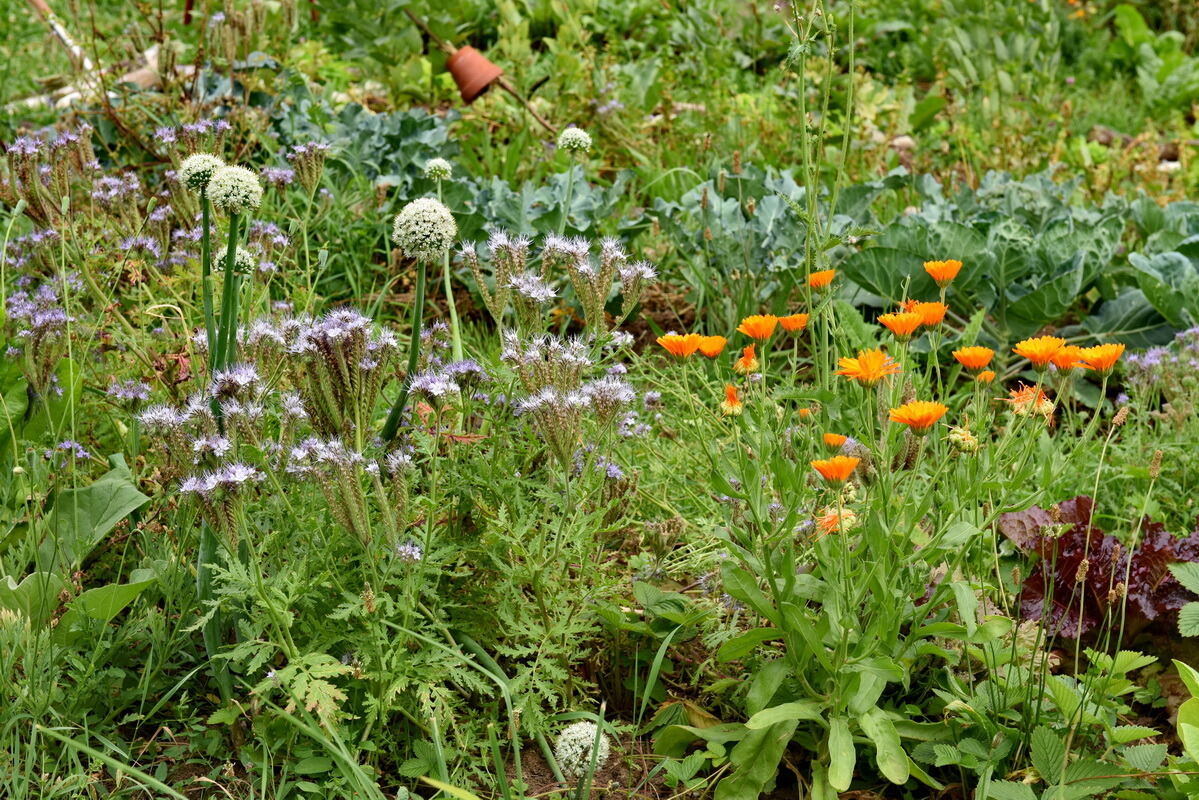 Im Klimagarten der Uni Tübingen