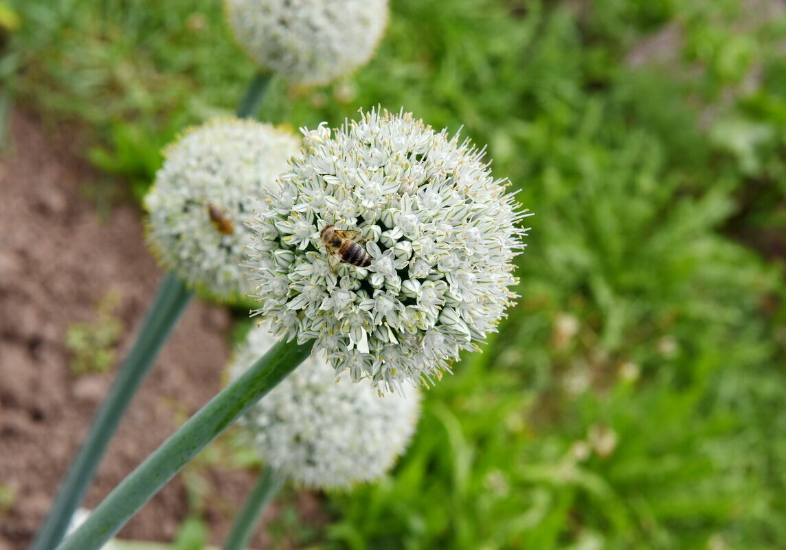 Im Klimagarten der Uni Tübingen