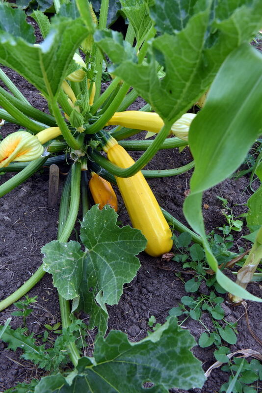 Im Klimagarten der Uni Tübingen