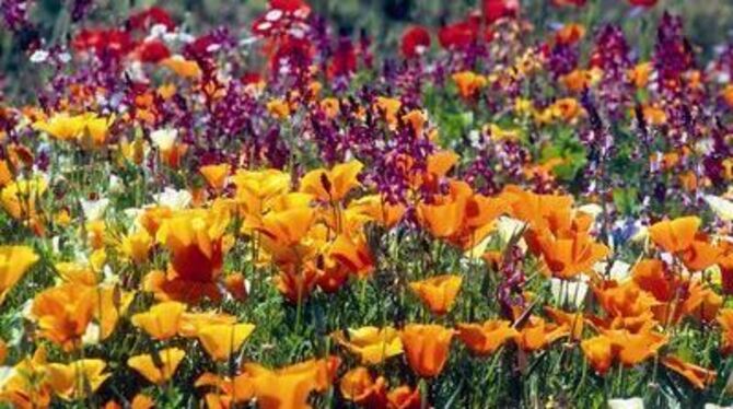 Ein farbenfrohes Blumenmeer kann durch Samenmischungen in jedem Garten geschaffen werden. GEA-ARCHIVFOTO