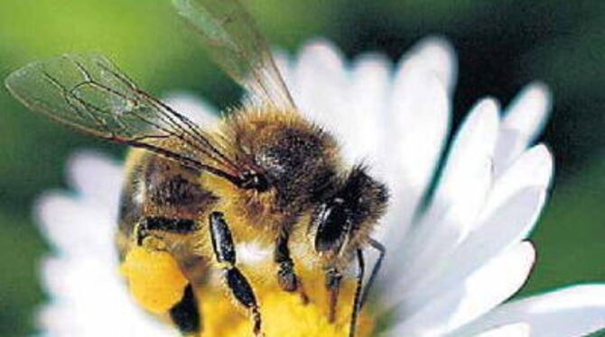 Bienen sind Feinschmecker und lieben Blüten über alles.  FOTO: DPA