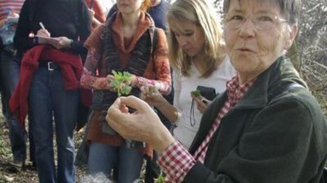 Giersch ärgert jeden Gartenbesitzer. Isolde Sanden rät, das Wildkraut einfach zu verspeisen. Zum Beispiel im Weinteig, in der Su