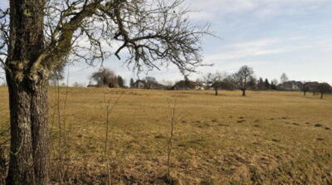 In Pliezhausen hart umkämpft: die als Baugebiet &raquo;Baumsatz IV&laquo; vorgesehene Streuobstwiese im Eichwasen.  FOTO: NIETHA