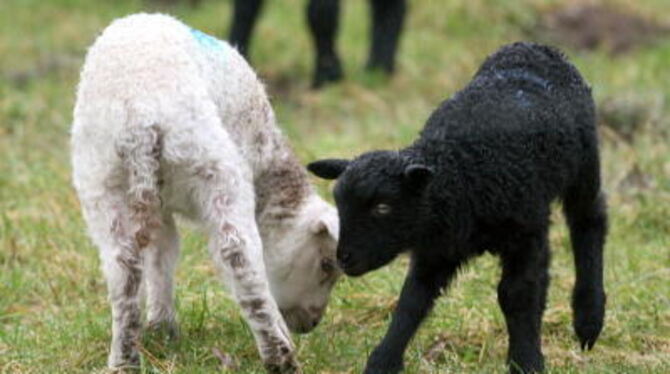 Süüüüß - aber an Ostern, vielleicht schon am Lamm-Event, ist's mit der Weide-Herrlichkeit bei vielen schon wieder vorbei. Wer La