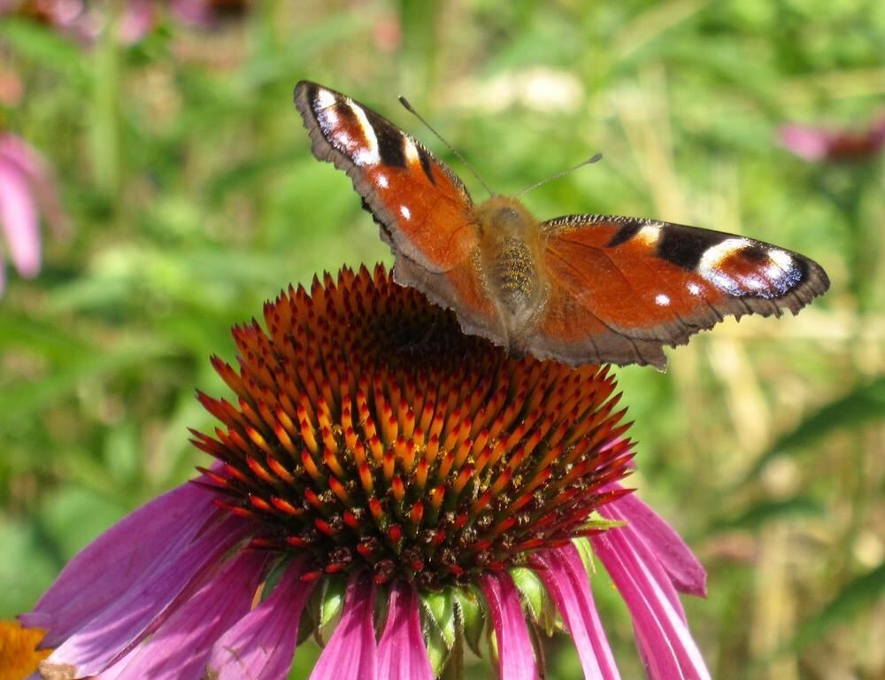 Naturfotos unserer Leser 2016