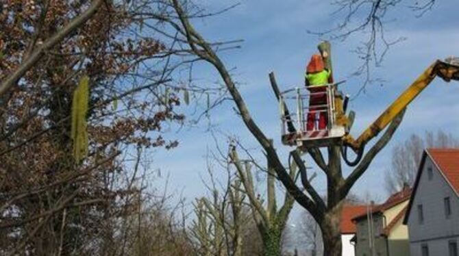 Die Pflege der Bäume - hier in der Uhlandstraße - ist notwendig, sagt die Stadtverwaltung. 
GEA-FOTO: BARAL