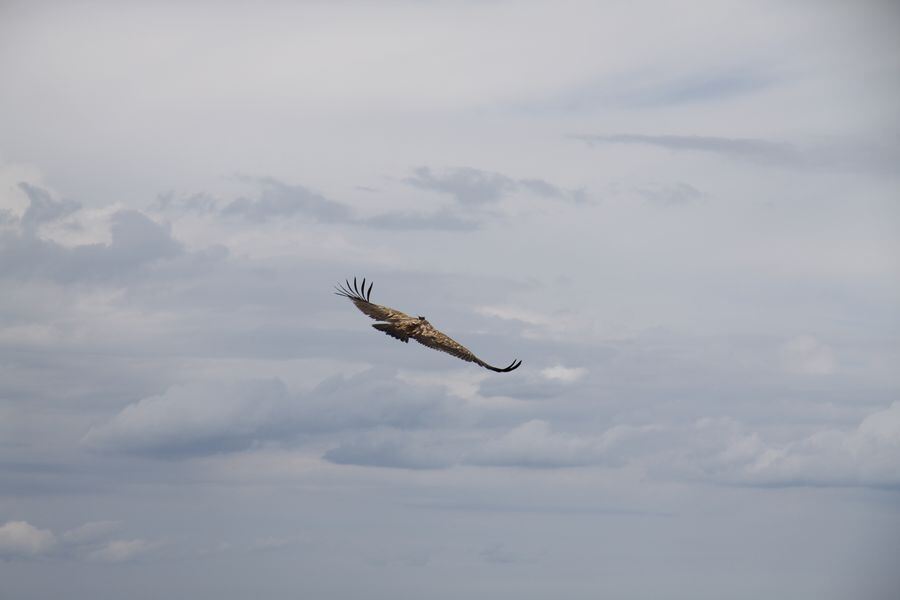 Gänsegeier auf dem Farrenberg