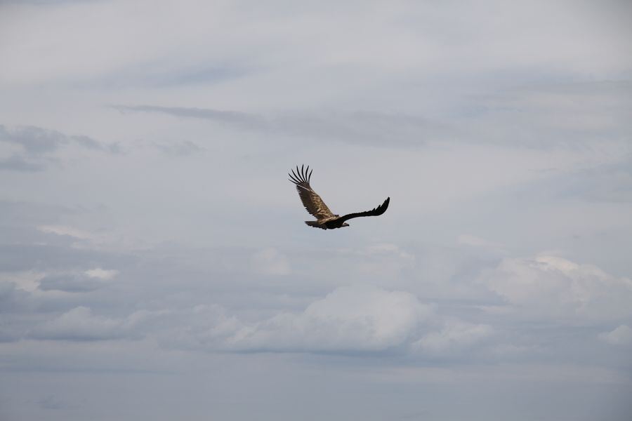 Gänsegeier auf dem Farrenberg