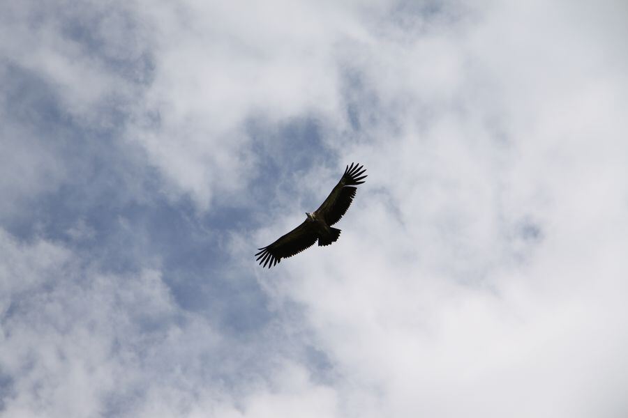 Gänsegeier auf dem Farrenberg