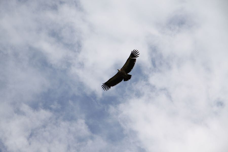 Gänsegeier auf dem Farrenberg