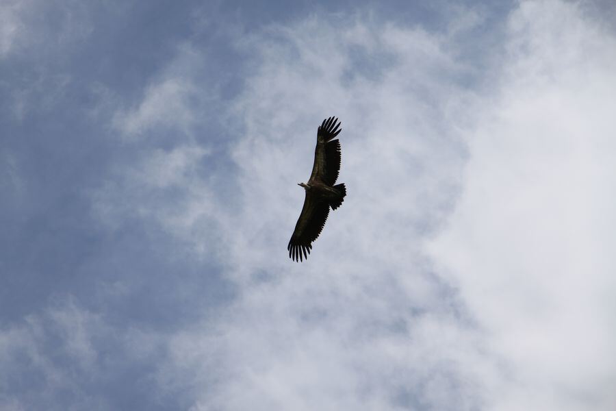 Gänsegeier auf dem Farrenberg