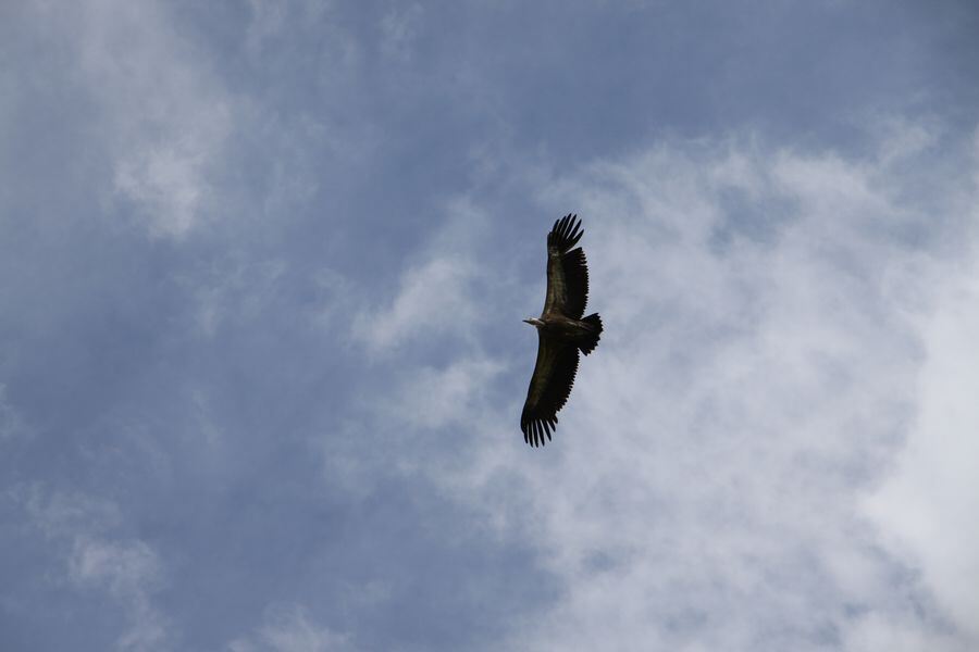 Gänsegeier auf dem Farrenberg