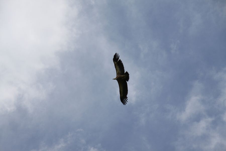 Gänsegeier auf dem Farrenberg