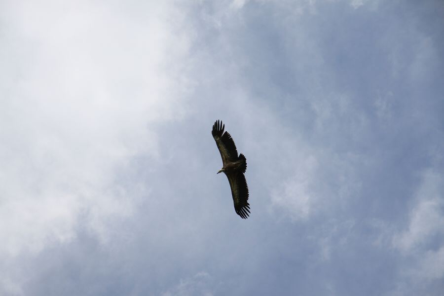 Gänsegeier auf dem Farrenberg