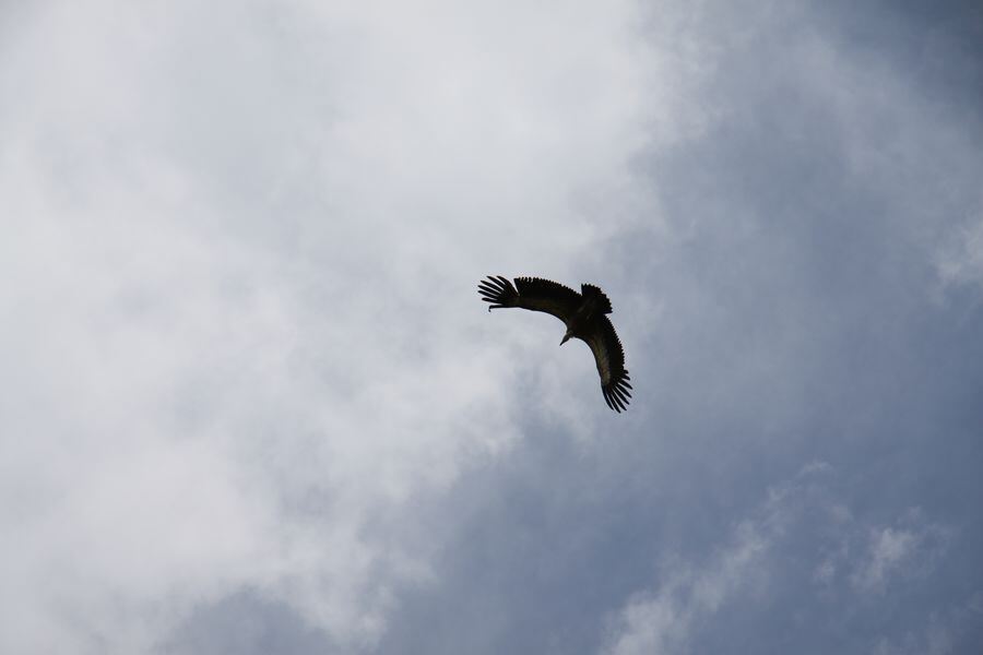 Gänsegeier auf dem Farrenberg