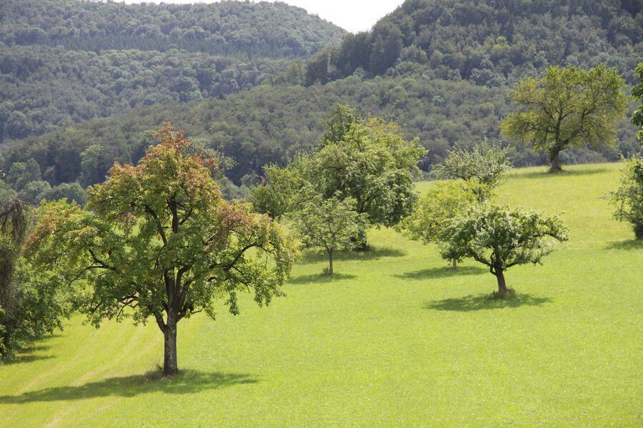 Gänsegeier auf dem Farrenberg