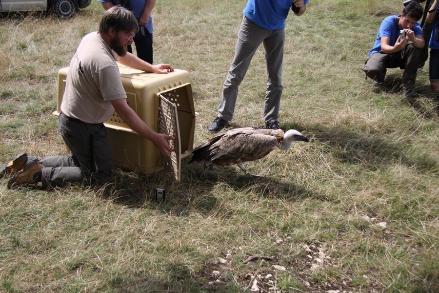 Gänsegeier auf dem Farrenberg