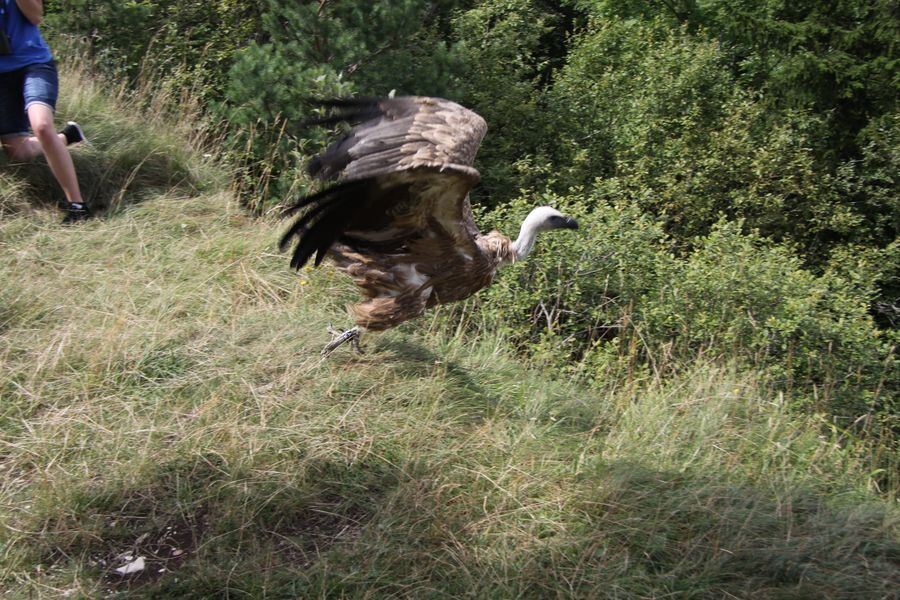 Gänsegeier auf dem Farrenberg