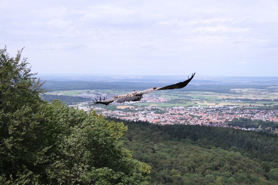 Gänsegeier auf dem Farrenberg