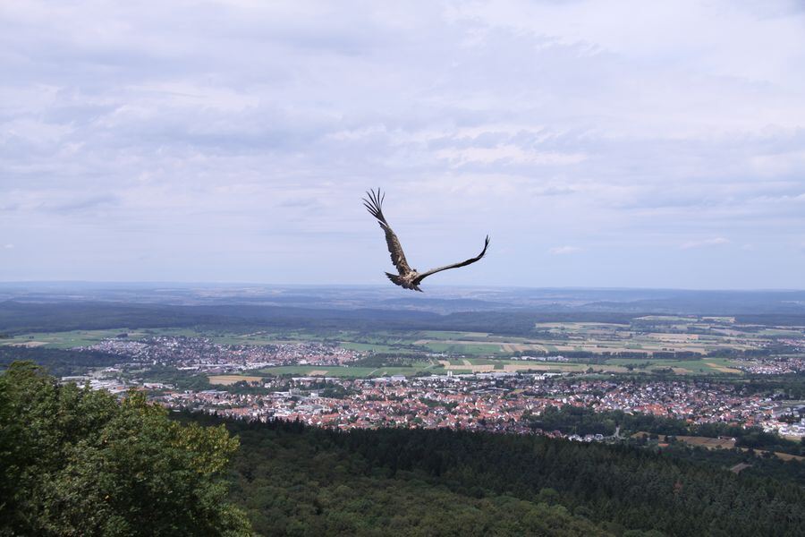 Gänsegeier auf dem Farrenberg