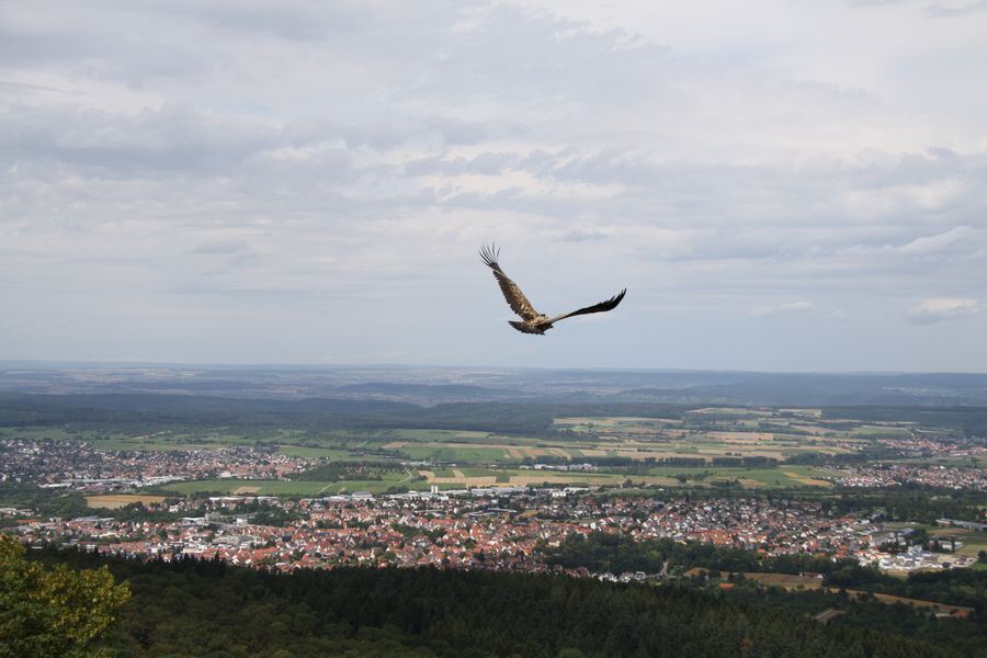 Gänsegeier auf dem Farrenberg