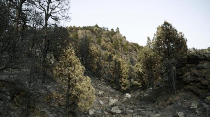 Bei dem schweren Waldbrand auf La Palma sind tausende Hektar zerstört worden. Foto: Miguel Calero