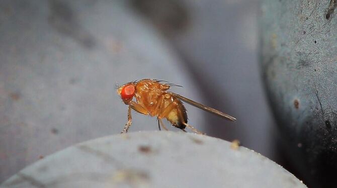 Eine Kirschessigfliege (Drosophila suzukii)