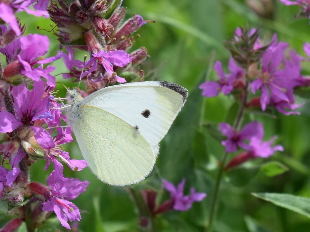 Naturfotos unserer Leser 2016