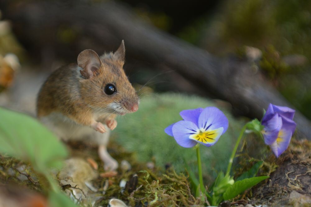 Naturfotos unserer Leser 2016