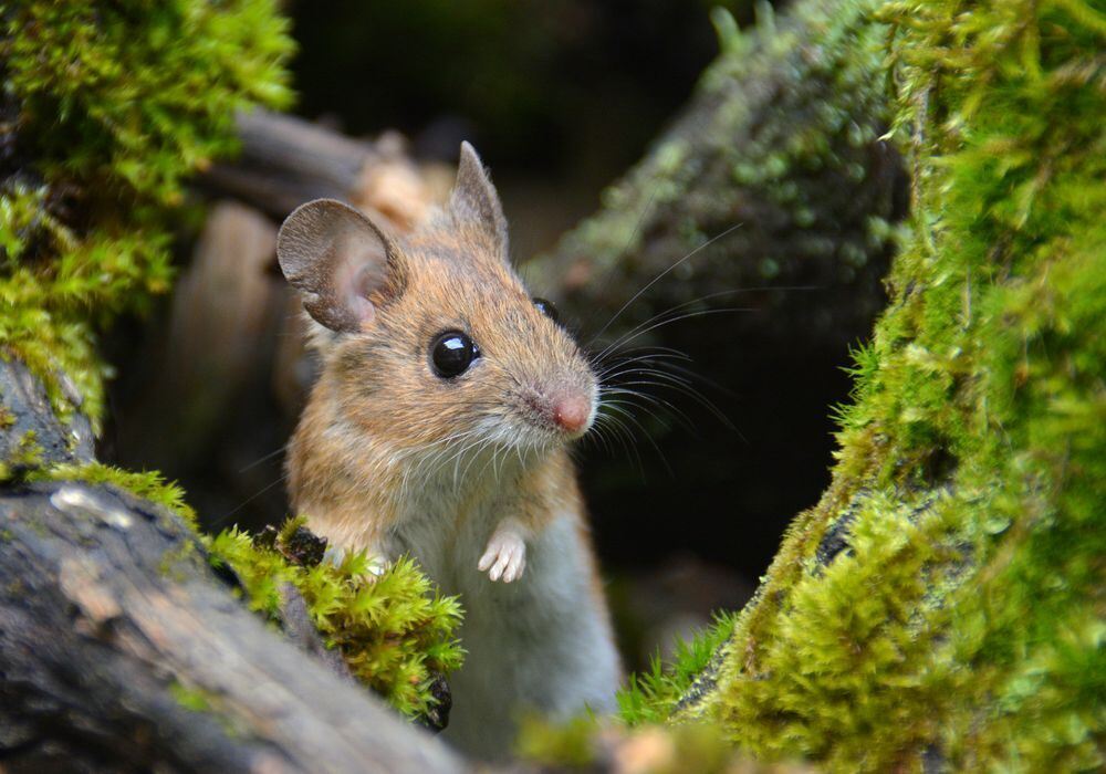 Naturfotos unserer Leser 2016