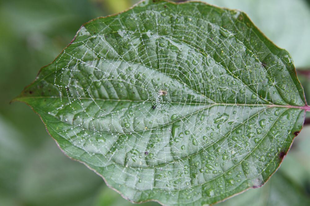 Naturfotos unserer Leser 2016