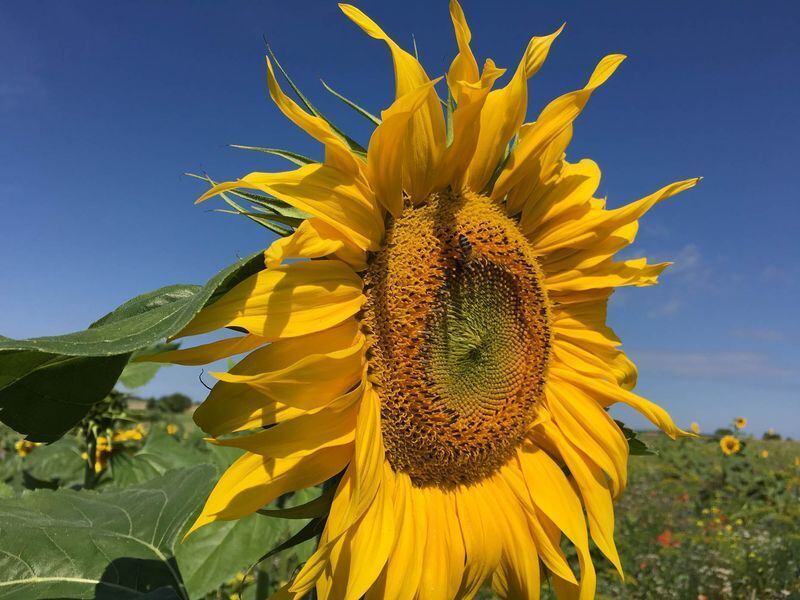 Naturfotos unserer Leser 2016