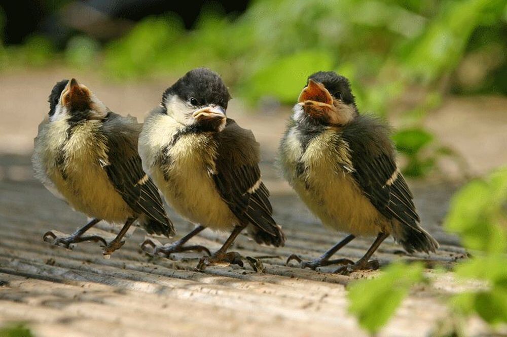 Naturfotos unserer Leser 2016