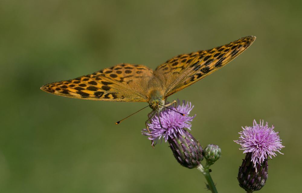 Naturfotos unserer Leser 2016