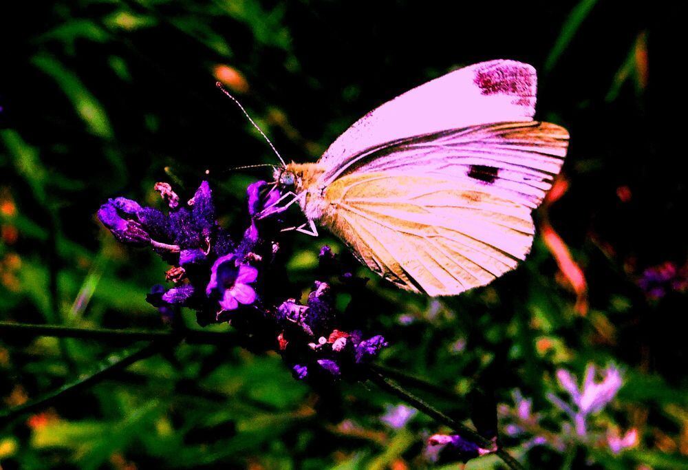 Naturfotos unserer Leser 2016