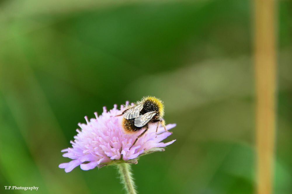 Naturfotos unserer Leser 2016